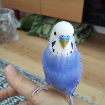 インコ