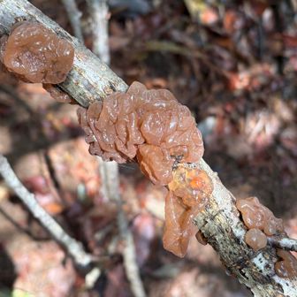 美味しいのかなぁ