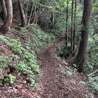 鯖街道を歩きます。遥か下に車道が見えます。
