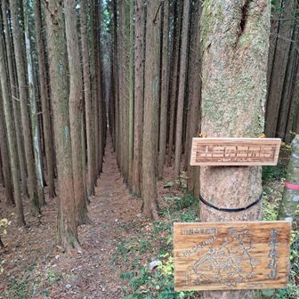 ここが、人生の並木路です。植林されたヒノキがきれいに立ち並び一直線の道になります。曲がり道でなく、真っ直ぐな人生路となります。