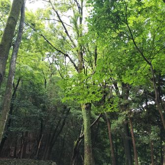 金竜寺跡の青モミジがきれい😊