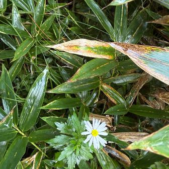 野紺菊