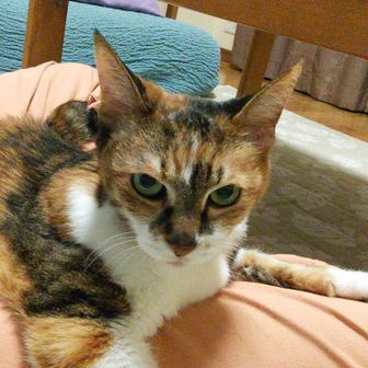山猫トマト