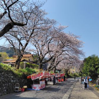 山北駅付近では桜まつり
