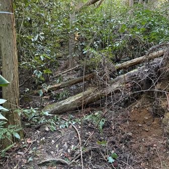 倒木の後はブッシュ