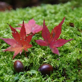 若草山・芳山・高円山 お待ちしております🙇