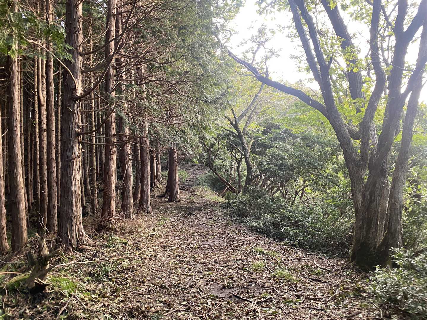 植林の中を登って行きます。
