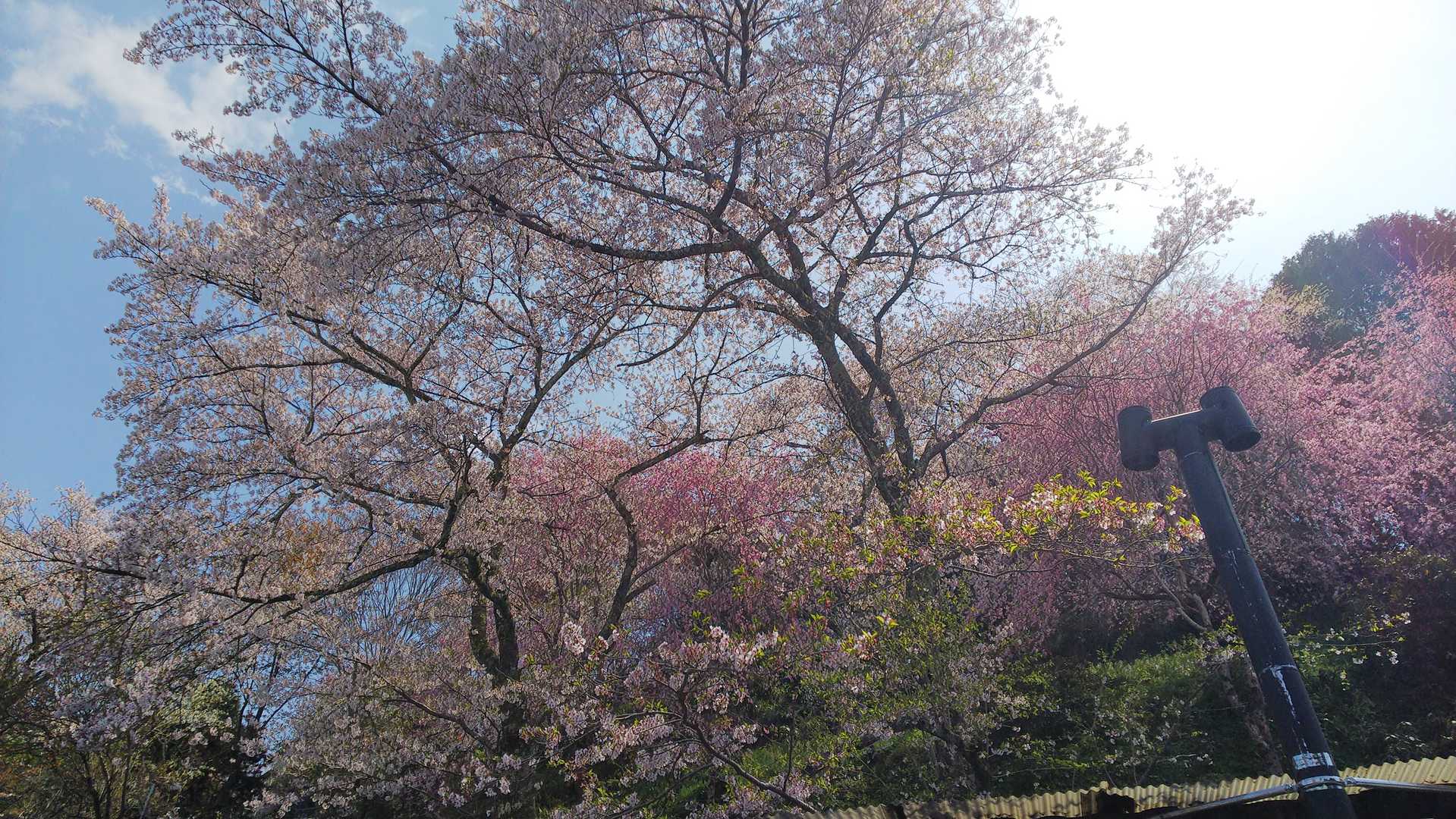 そこで上を見上げると🌸