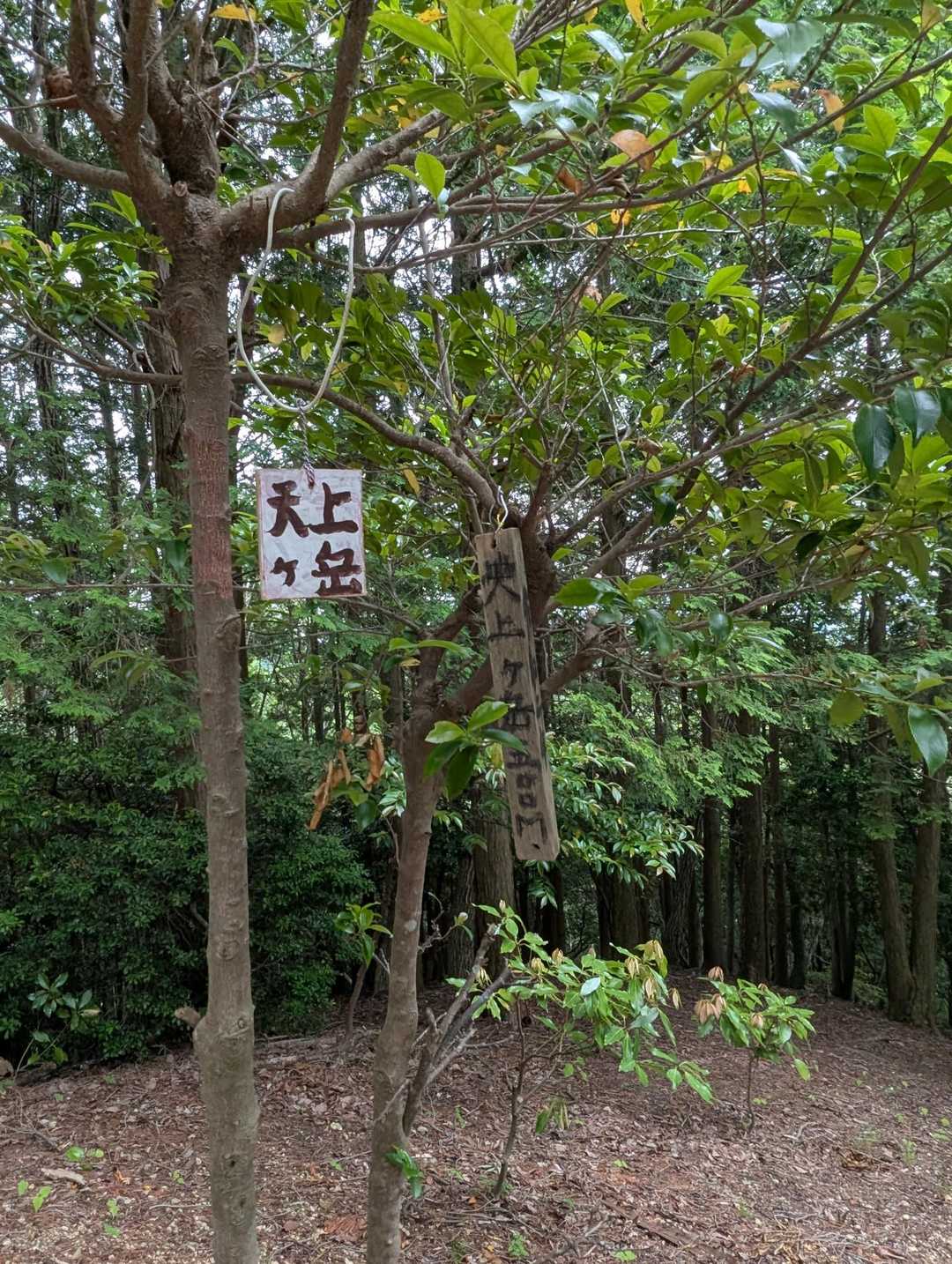天上ヶ岳、登頂🙌