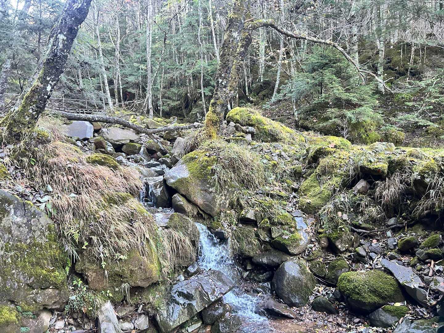 赤岳 | 苔むした森の清流とアルペンムード満点の岩稜をたどり、八ヶ岳最高峰への写真