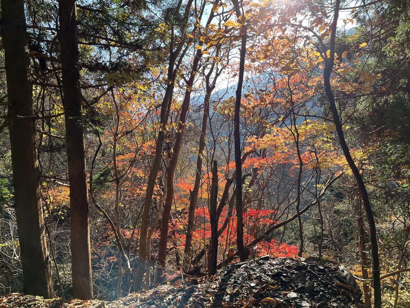 林道脇の紅葉🍁