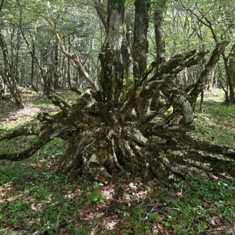 こちらの倒木、倒れたまま苔むしたのか…？