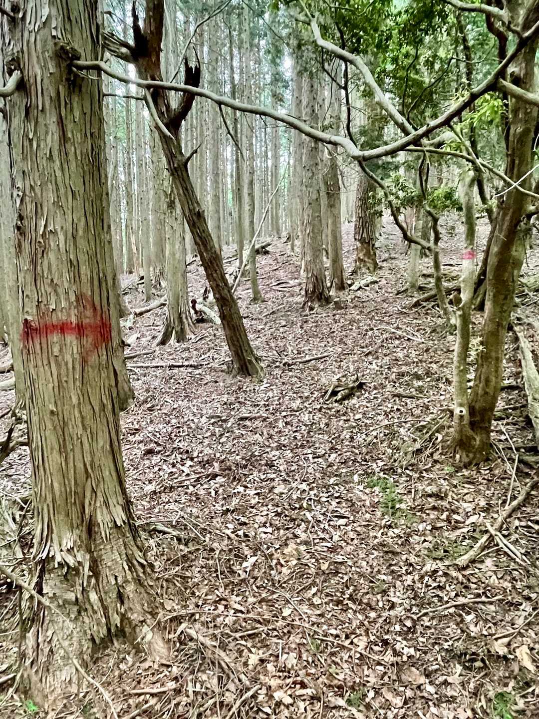 三国ヶ嶽登山口-三国ヶ嶽 往復コースの写真