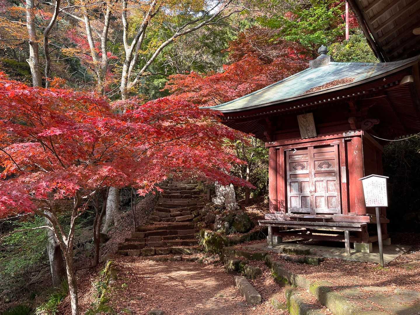 🍁の情報を聞いて今日は女坂で行きます
さっそく大山寺の手前も良い感じ