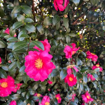 サザンカ咲いてました🌸