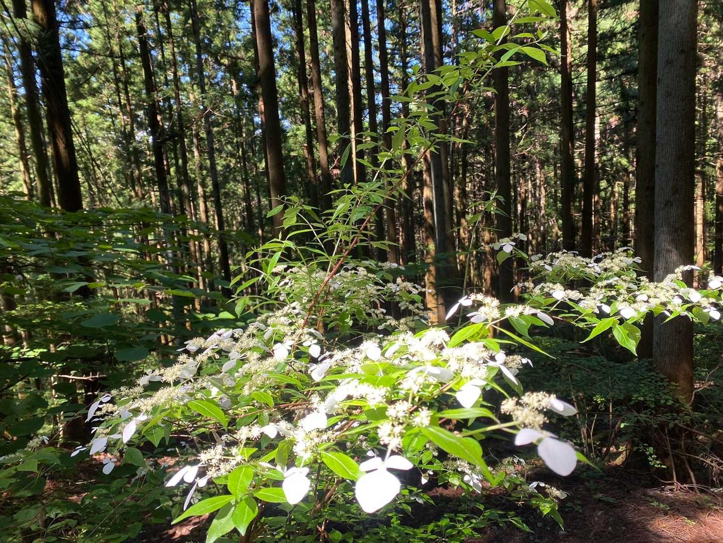 登山道は樹林帯なので涼しく歩けました😊