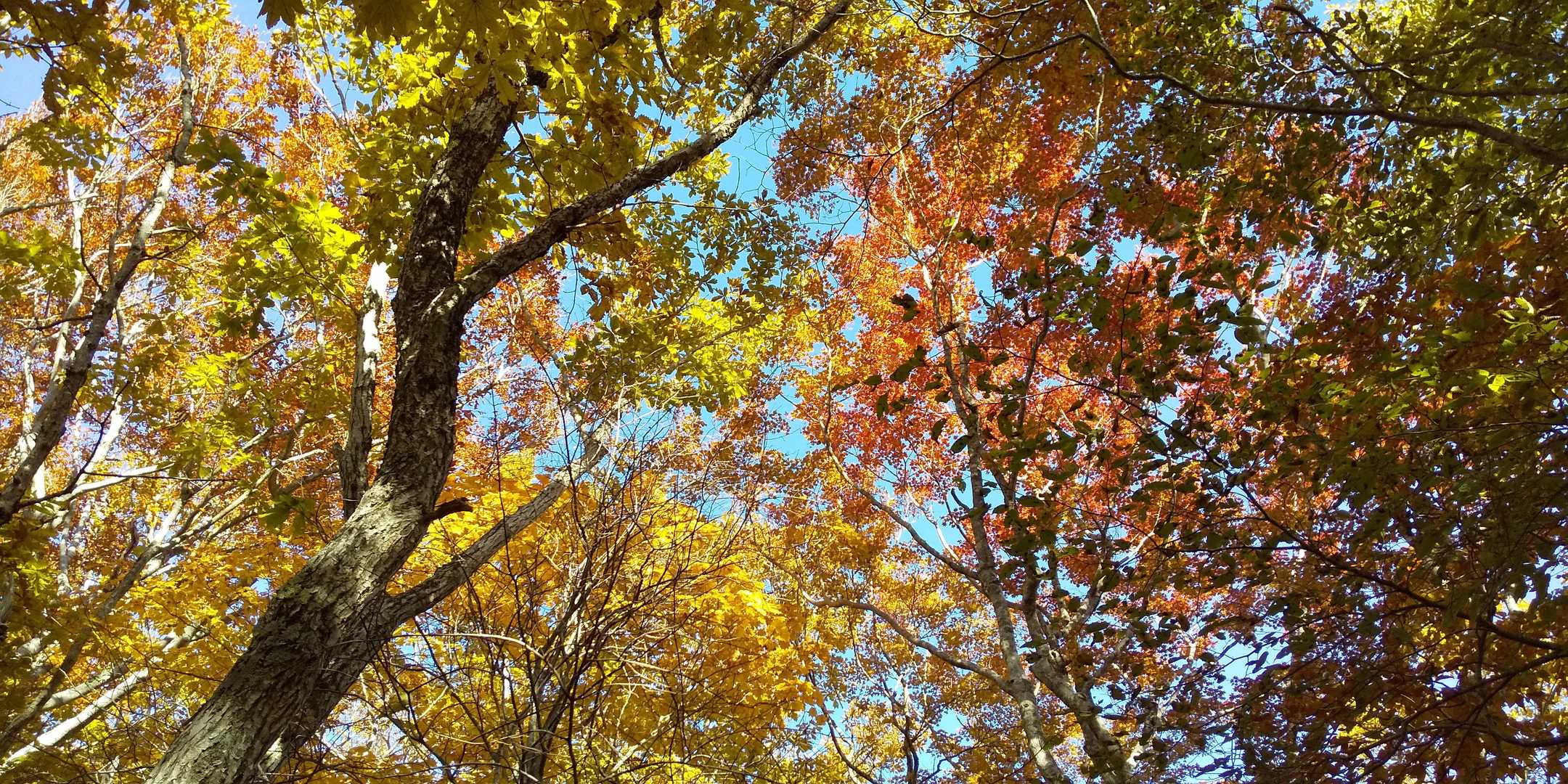 いい感じ🍁