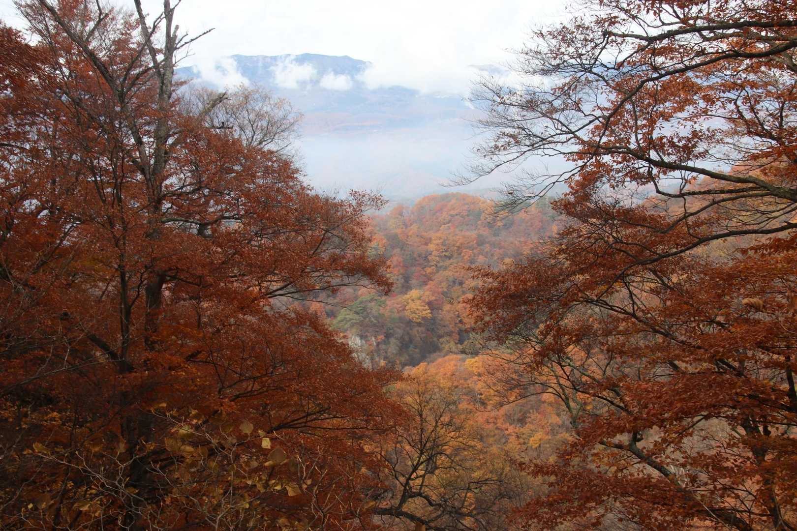 木々の隙間から📷