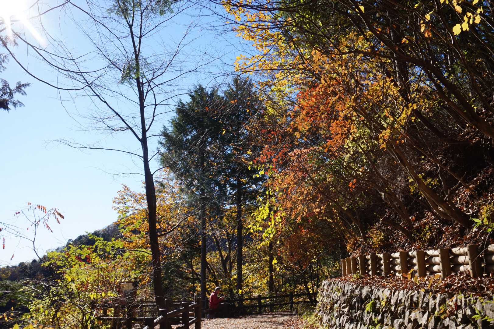 森林館-大滝休憩小屋-ムシカリ峠-三頭山-三頭山-三頭山- 周回コースの写真