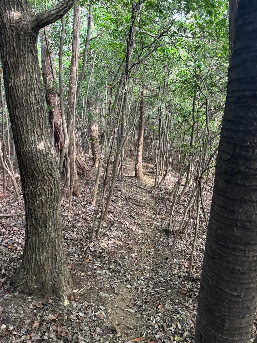 山道に　　🚶‍♀️‍➡️
