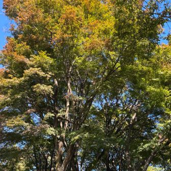 もみじ台の紅葉は、ほんのり