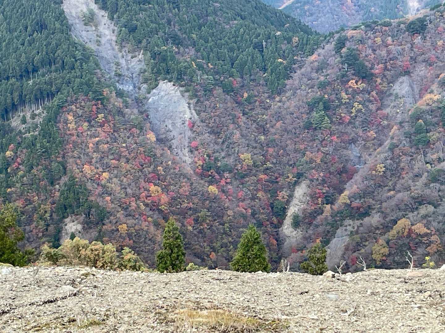 パッチワークのような色とりどりの木々が可愛い🩷