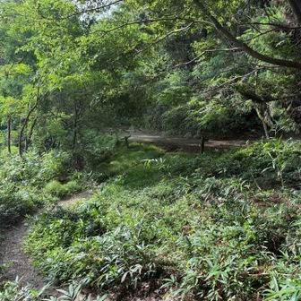 途中にある林道が見えてきた😄
ここまで暑くて汗だく💦