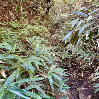 藪漕ぎが続く
大きな段差もあり要注意！