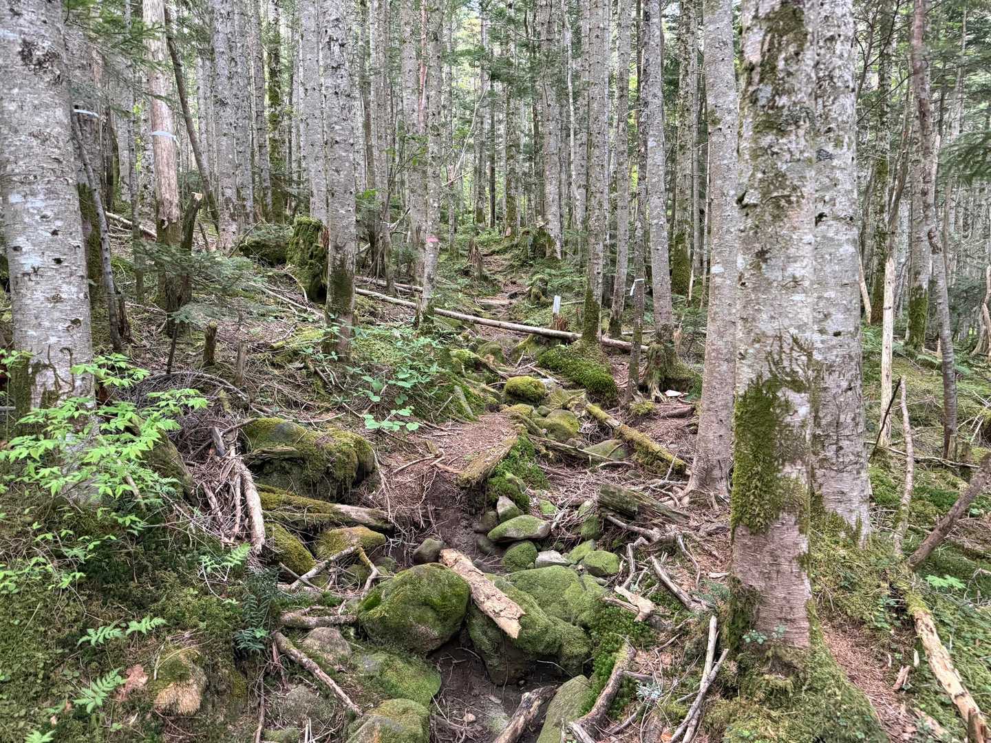 苔むした登山道。濁河温泉からのルートより緩やかな斜度が続き歩き易い印象です✨