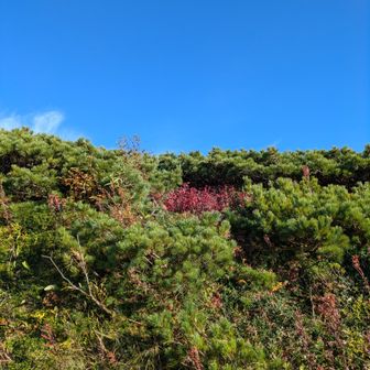山頂そばに少しハイマツ