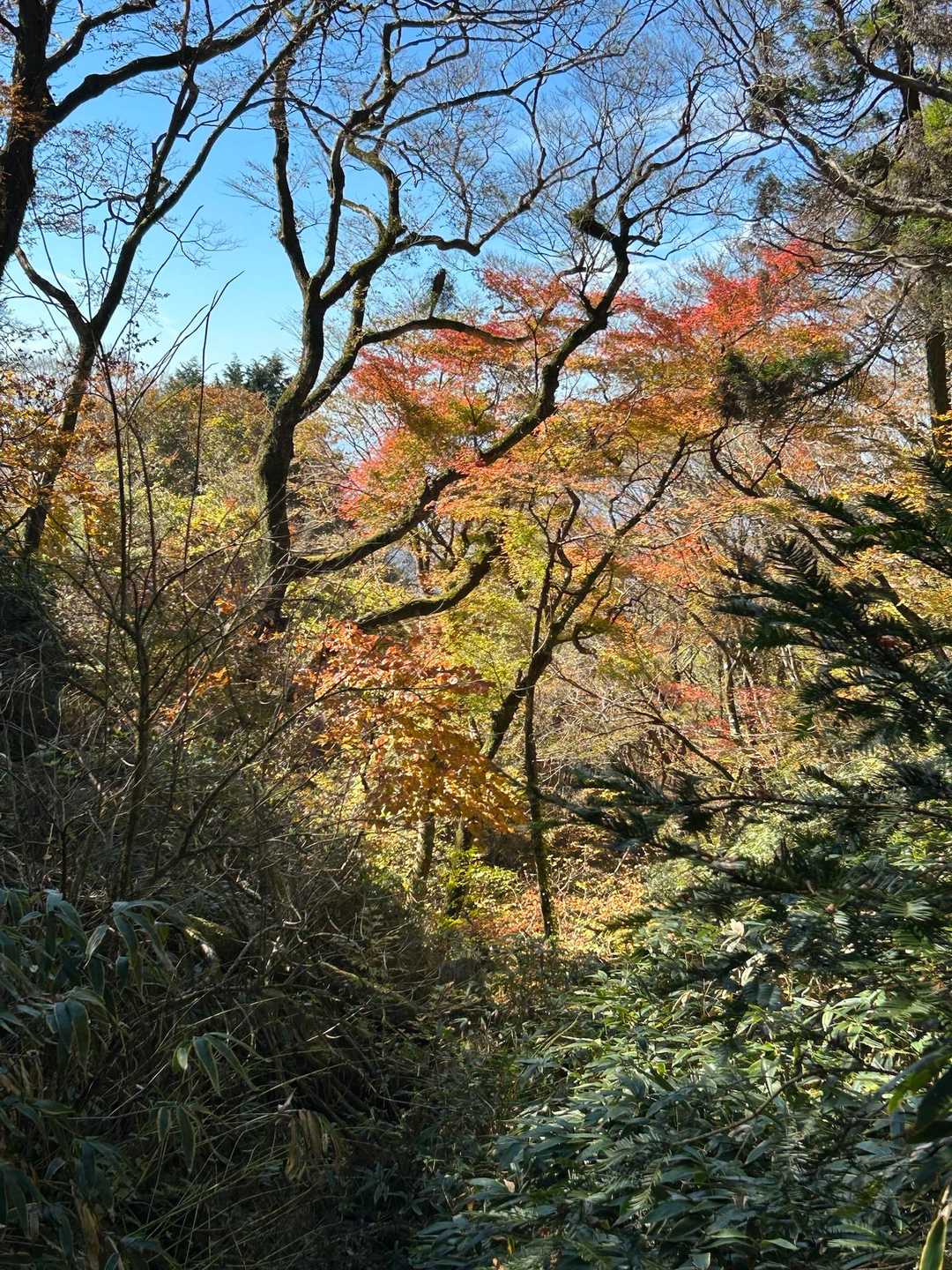 蛤岳 往復コースの写真