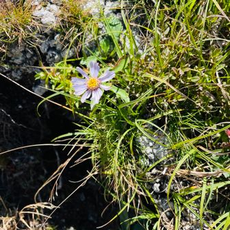 なんやろ？菊の仲間なんですかね。