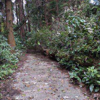 🚫車両通行止の原因は、途中倒木注意⚠️