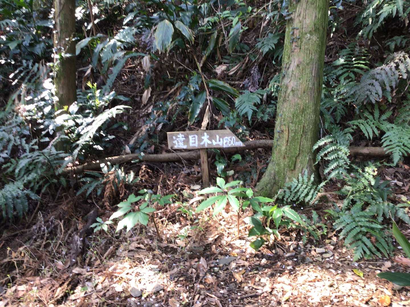 遠目木山 往復コースの写真