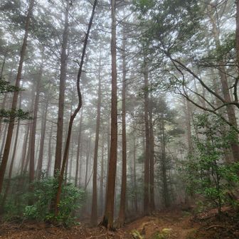 下は霧がかかってる