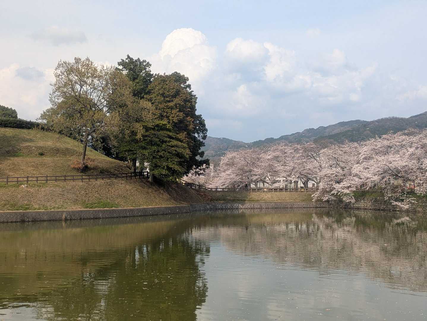 古墳の公園にも沢山の桜🌸🌸