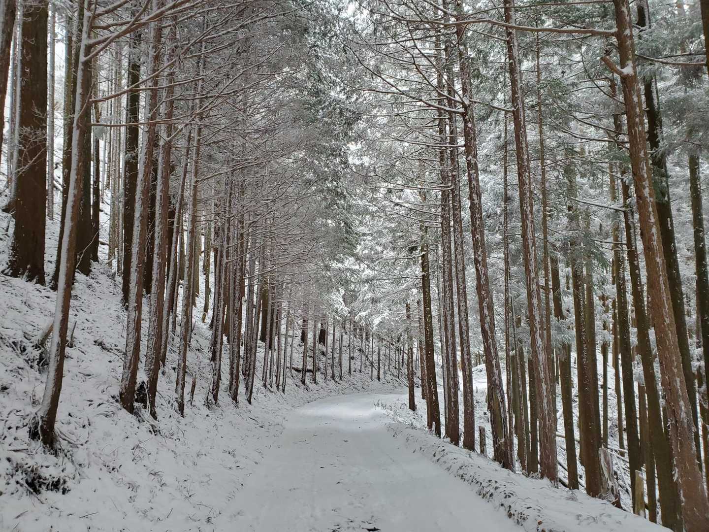 アスファルト道にも雪❄️
