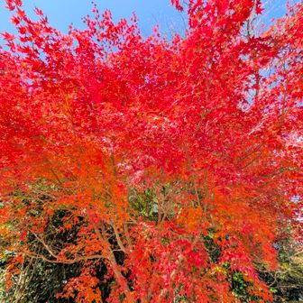 中山寺奥之院登拝。下山中、紅葉🍁。