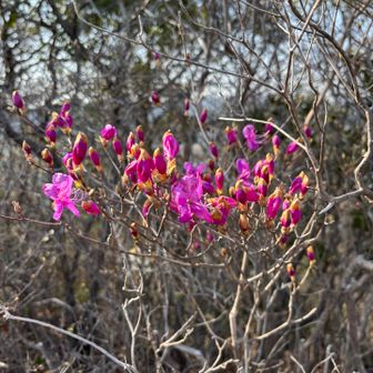 もうすぐ春ですねぇ