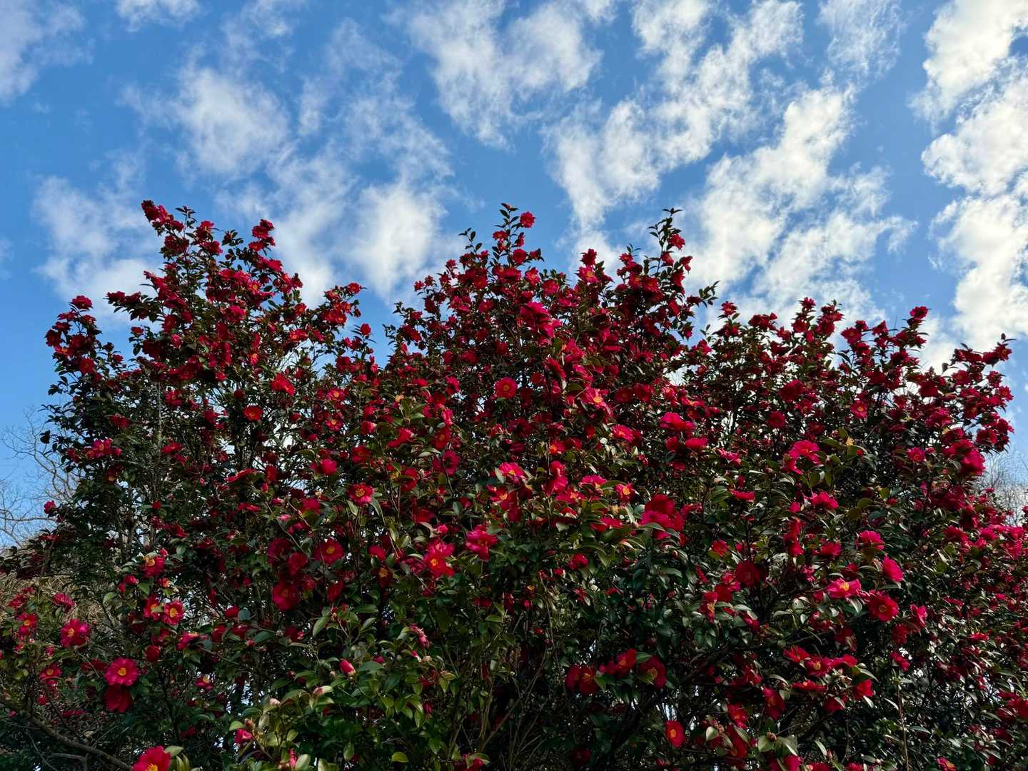 サザンカ⁉️
寒椿⁉️

少し青空🩵＆サザンカの花❤️