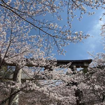 桜も満開間近だね🌸