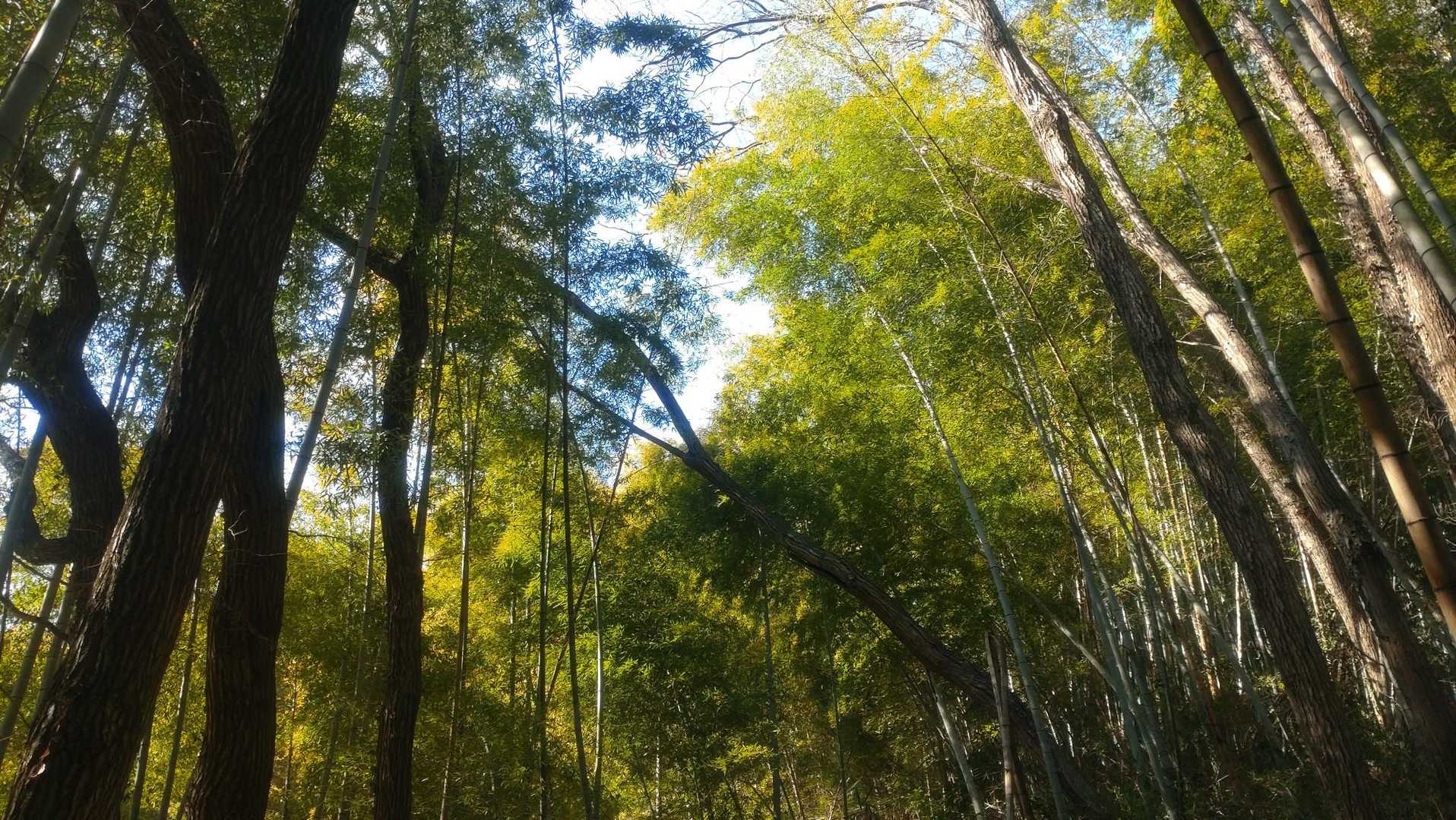 竹林が美しい。
柔らかな緑を見ていると季節がいつか分からなくなる。