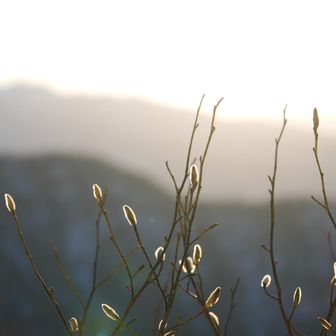 謎のツボミ。頑張ってくれ…