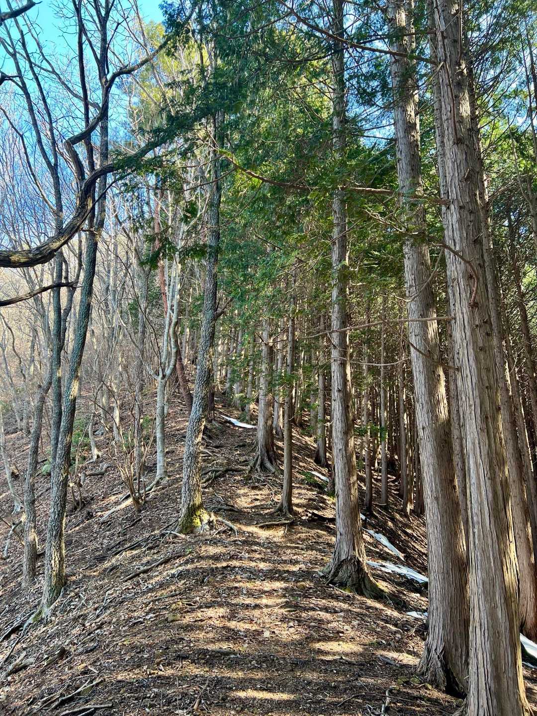 青倉山 往復コースの写真