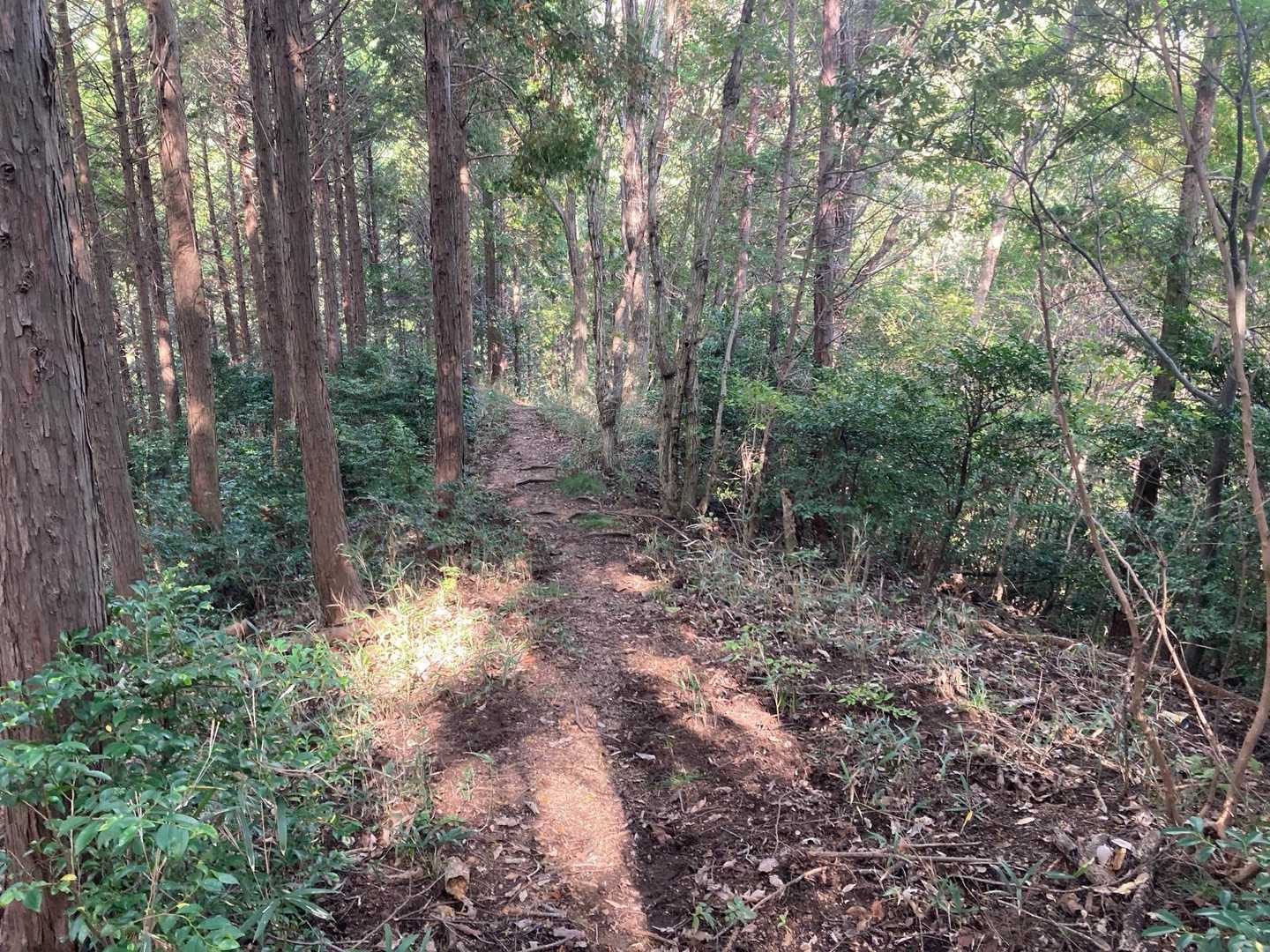 八尾山-亀ヶ岳 周回コースの写真