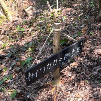 オオイワカガミが群生していますが、開花はまだかな