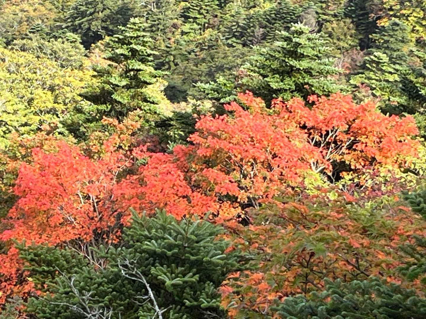 石鎚山 土小屋ルートの写真