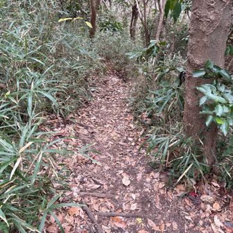 大桜という桜の大木の下でお昼をとり、乳頭山方面へ