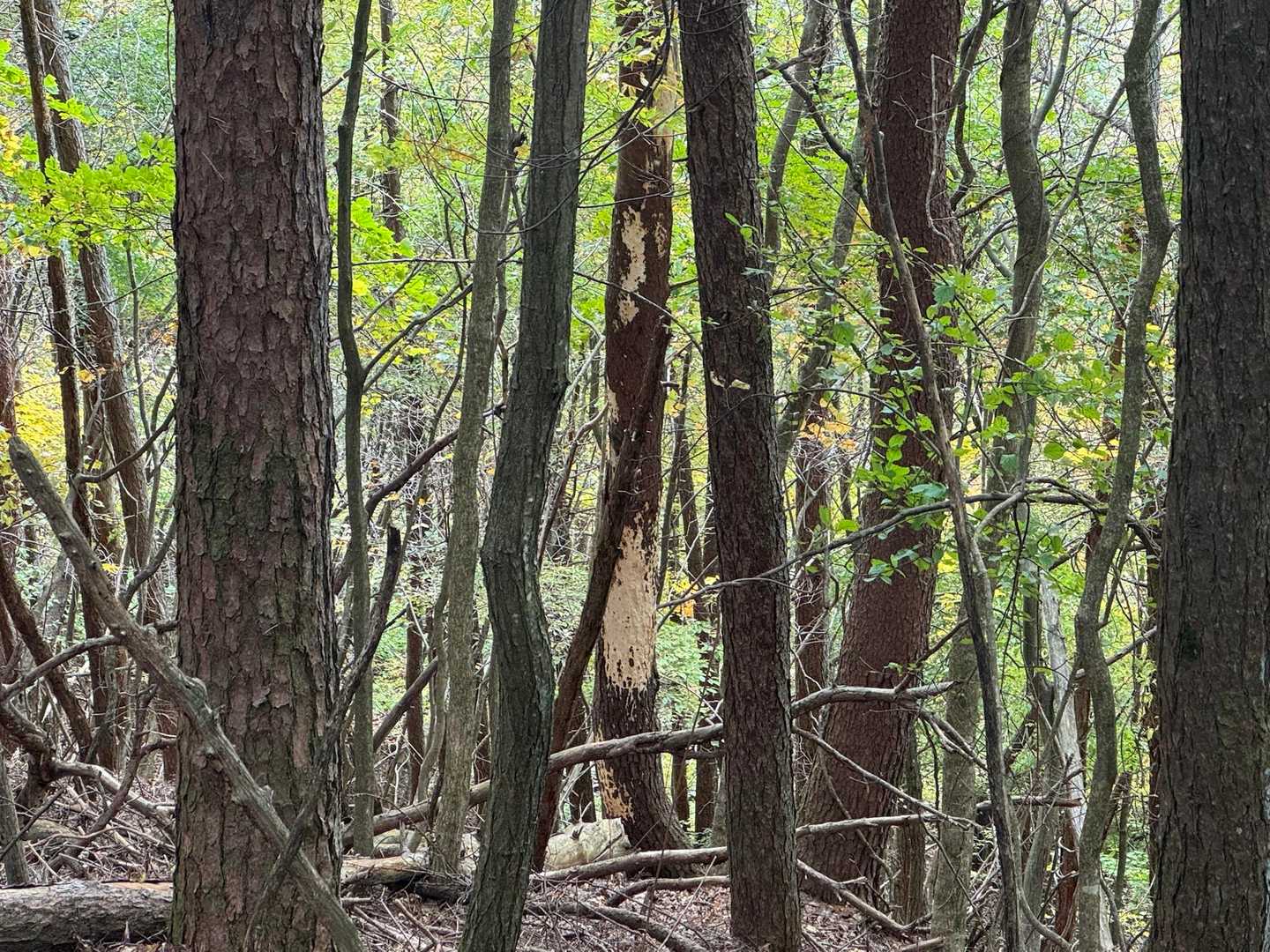 遭遇箇所のすぐ近く🐻
ってかクマさんショックで終始前後左右キョロキョロしながらのドキドキ登山でした…💦