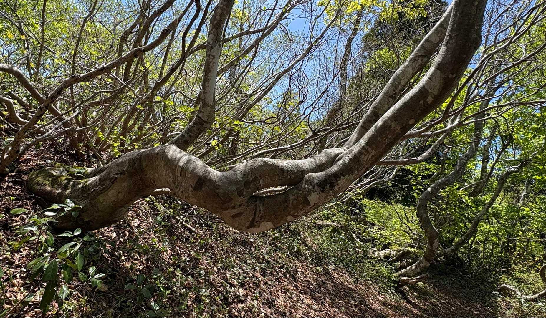 しなやかな　ダケカンバを通り抜けると